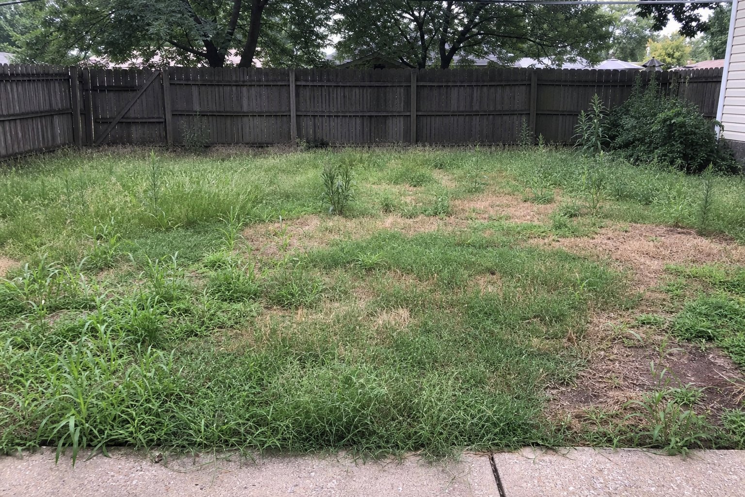 Before lawn care service